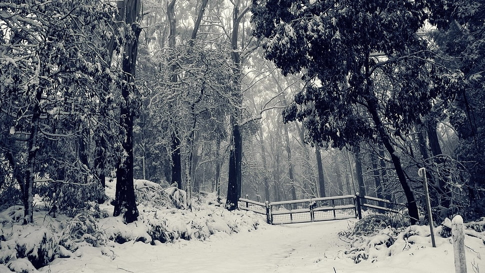 black trees, winter, forest HD wallpaper