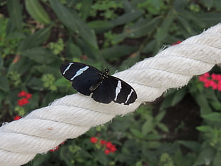 black and white longwing butterfly perched on white rope in closeup photo