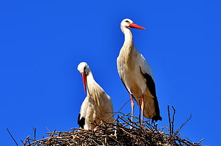 white-and-black bird on nest