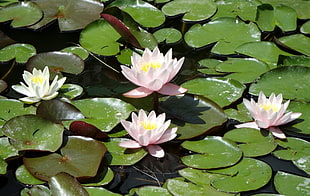 closeup photo of lotus plant
