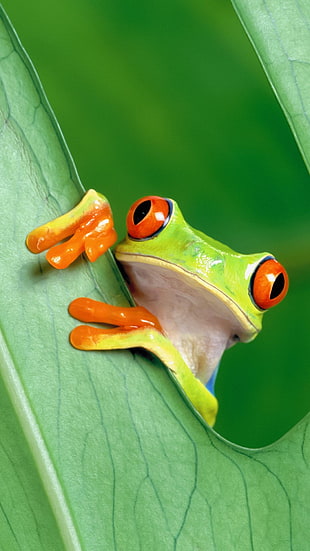 green, white, and orange frog, portrait display, nature, animals, frog HD wallpaper