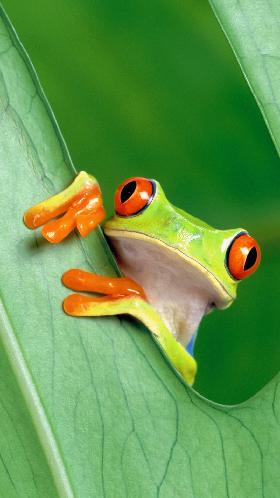 green, white, and orange frog, portrait display, nature, animals, frog