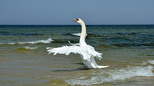 white swan on a sea spreading wings at daytime