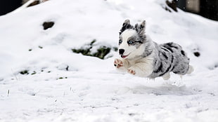 short-coated gray dog, snow, winter, dog, animals
