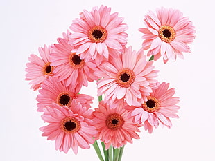pink-petaled flowers with white background