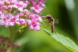 Hoverfly on pink flower HD wallpaper