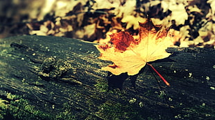 brown leaf, wood, fall, nature, leaves