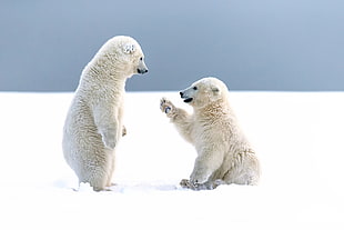 two Polar bears, animals, bears, polar bears, cubs HD wallpaper