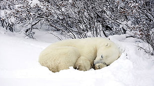 group of polar bears, nature, animals, winter, snow