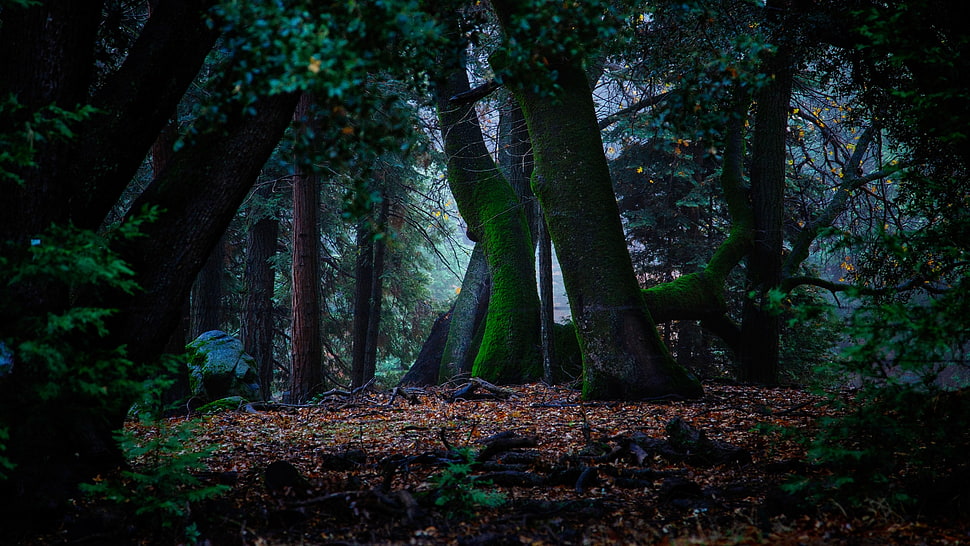 green forest trees digital wallpaper, trees, moss, foliage, forest HD wallpaper