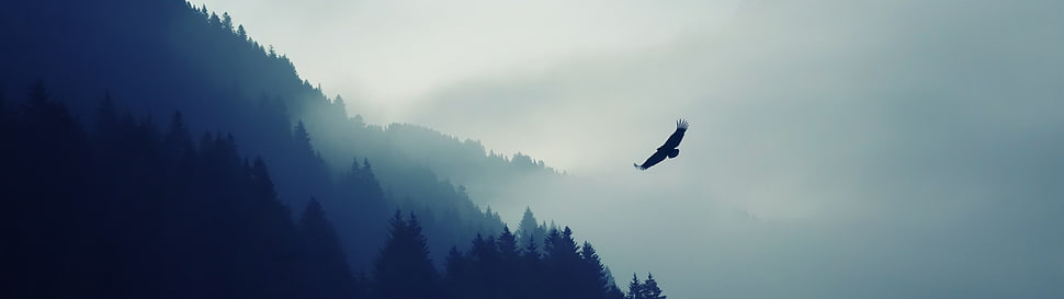 bird flying above mountain HD wallpaper