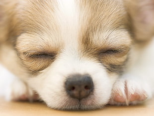 shallow focus photography of puppy while sleeping