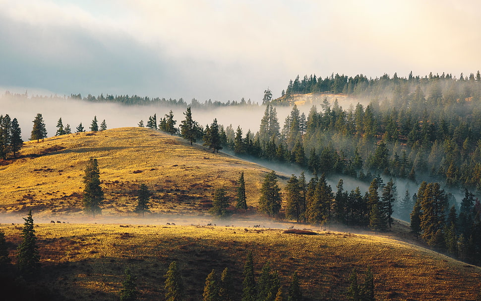 mountain with pine trees painting, forest, landscape, mist HD wallpaper