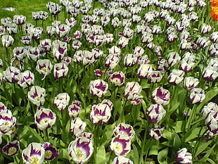 white-and-purple Lily flowers