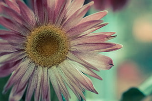 pink daisy flower in closeup photo