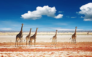 herd of giraffe, giraffes, animals, clouds, landscape HD wallpaper