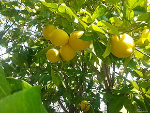 lemon tree, lemons, fruit, nature