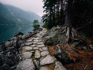 gray concrete pathway beside forest near body of water