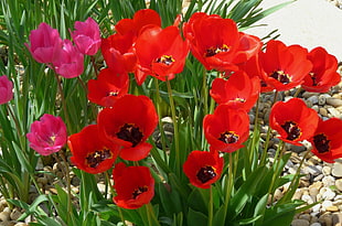 red and pink petaled flowers