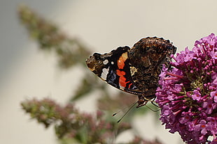 red Admiral Butterfly perched on purple petaled flower in closeup photography