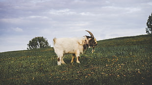 white and black goat