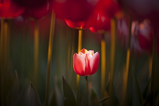red tulips, macro