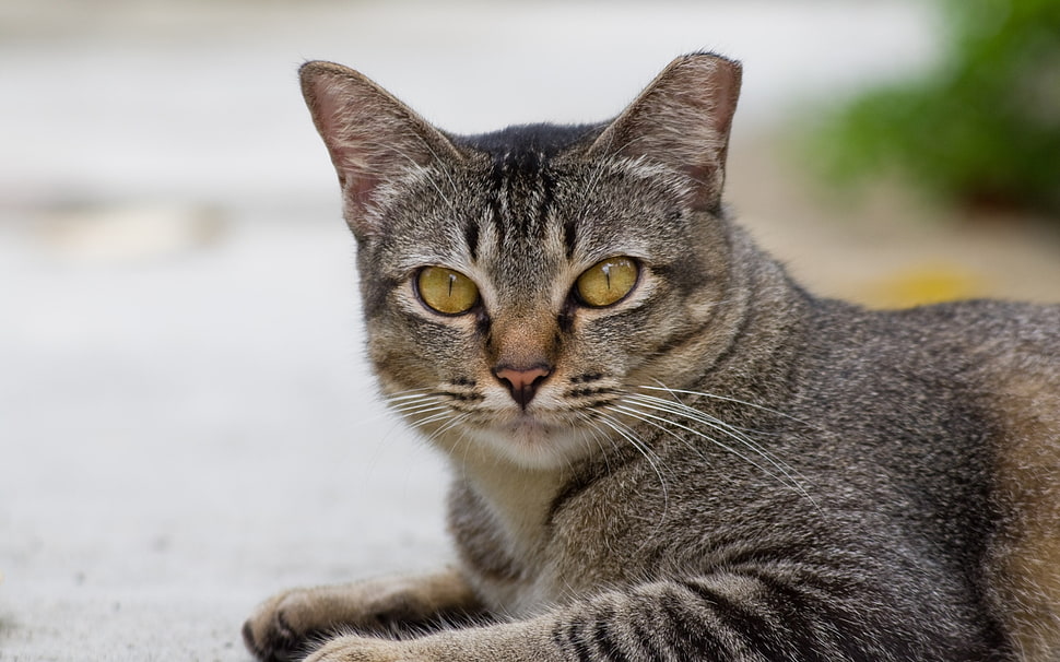 silver Tabby ca HD wallpaper