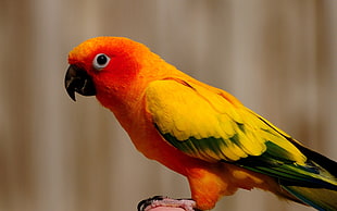 yellow and red parrot