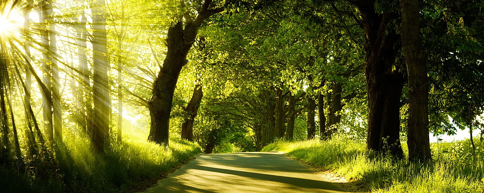 pathway surrounded by green leaf trees photo HD wallpaper