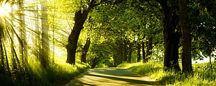 pathway surrounded by green leaf trees photo