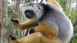 gray and brown primate on tree
