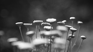 grayscale photo of chrysanthemum flowers