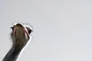close up focus photo of an ostrich's head