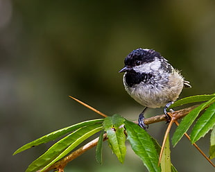 white and blue bird standing on tree stem, coal tit