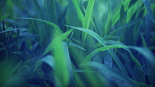 photography of green grass HD wallpaper