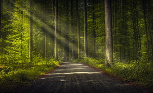 green leafed trees, trees, road, forest, nature
