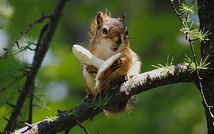 squirrel holding mushroom HD wallpaper