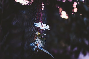 white petaled flower, flowers HD wallpaper