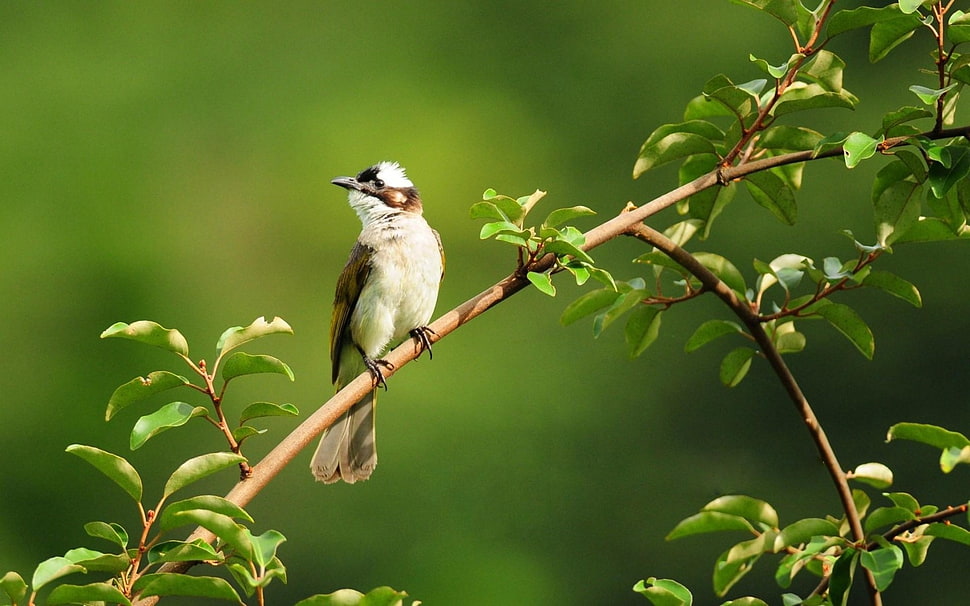 brown and white bird perch on tree HD wallpaper