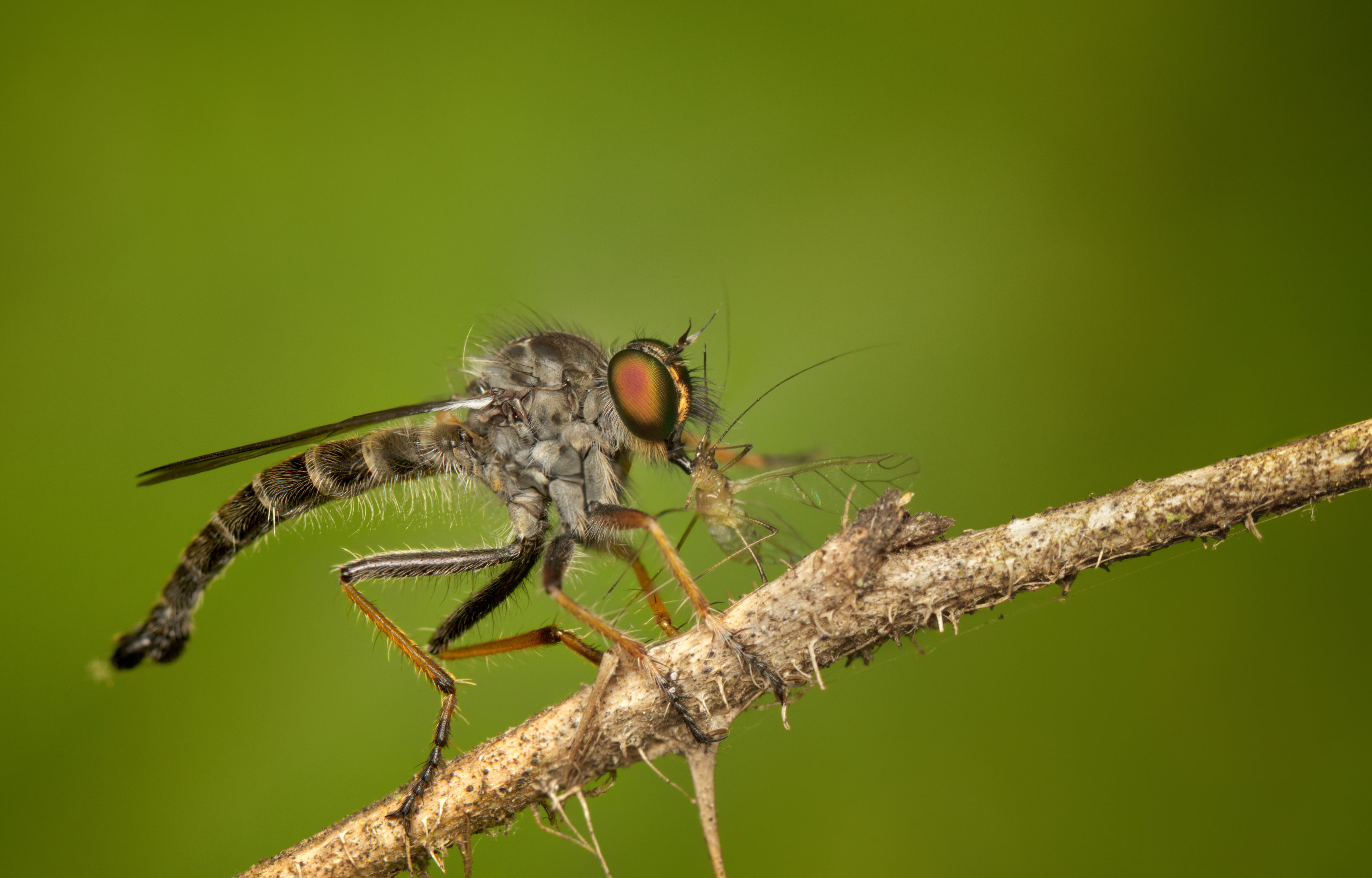 macro photography of dragonfly eating insect perching on twig, robber fly