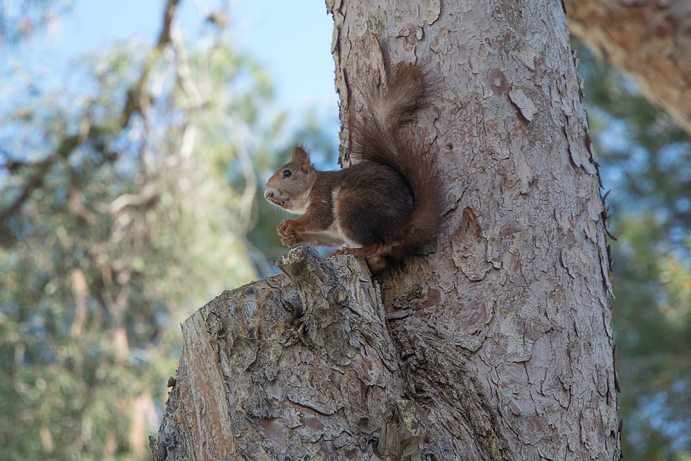brown squirrel, Squirrel, Tree, Rodent HD wallpaper