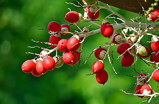 shallow focus photography of red fruits