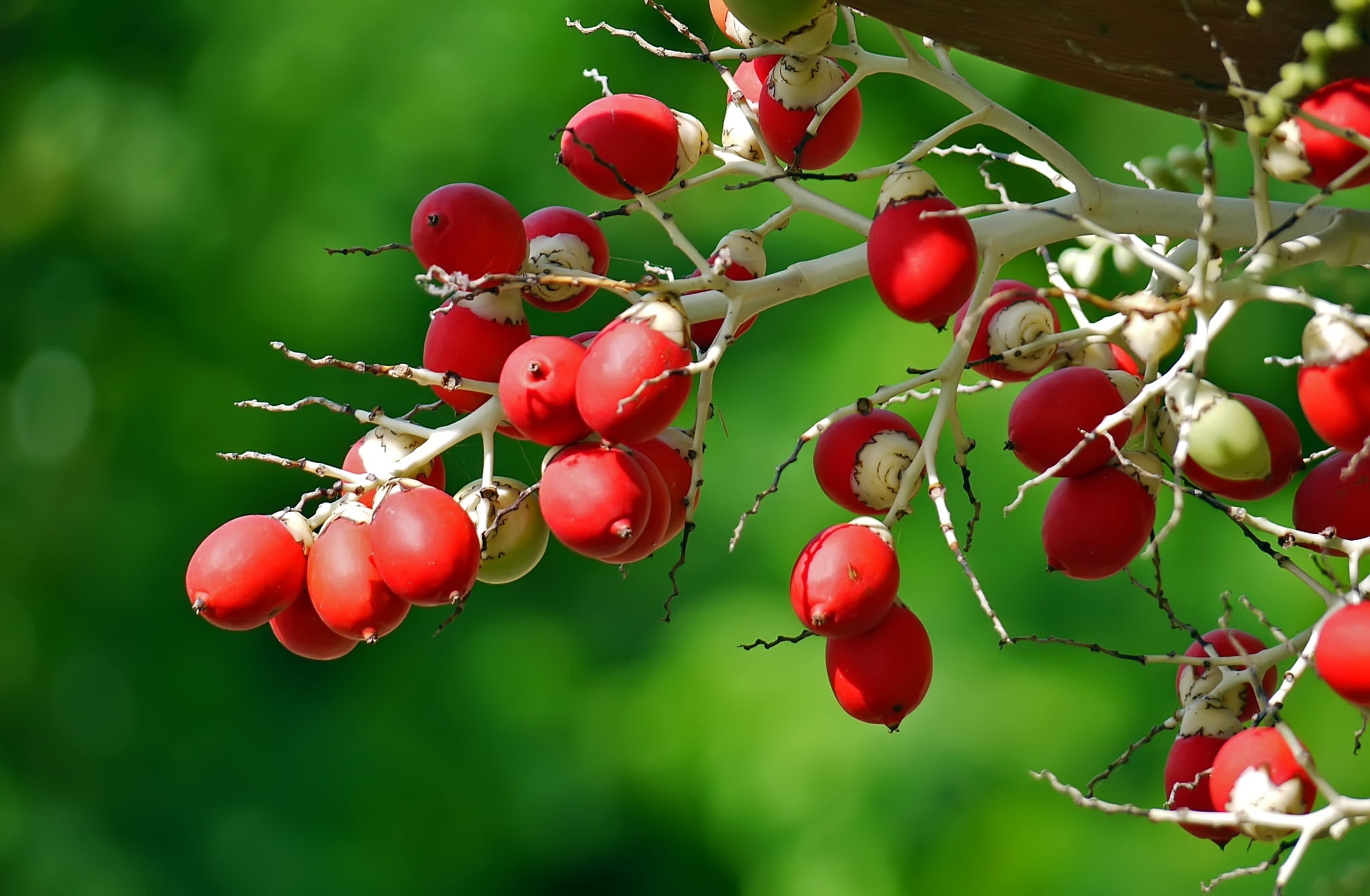 Shallow focus photography of red fruits HD wallpaper | Wallpaper Flare