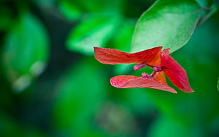red bougainvillea flower, nature