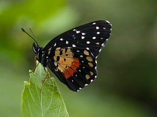 black, yellow and red butterfly on leaf photo shot HD wallpaper