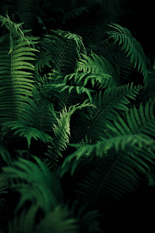green ferns in dark area on focus photo
