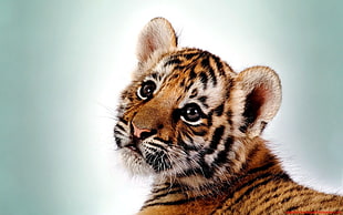 tiger cub HD wallpaper