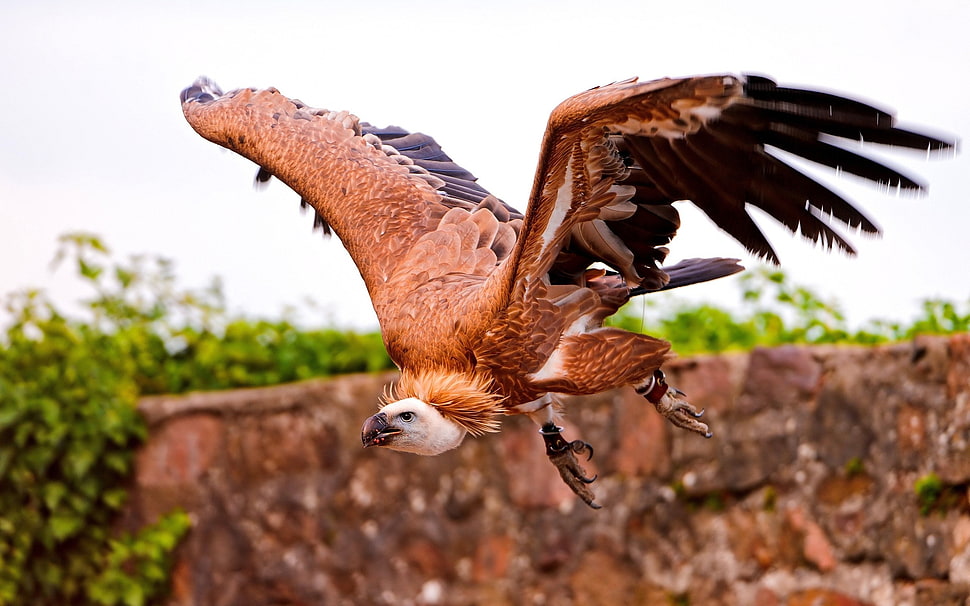 brown and black vulture flying HD wallpaper