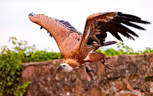brown and black vulture flying