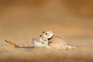 two grey birds on sand during daytime